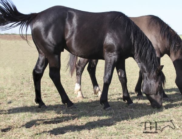 Blues Taffy's 2021 black colt